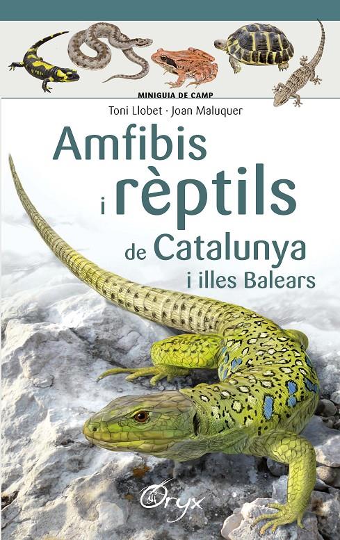 Amfibis i rèptils de Catalunya i illes Balears | 9788490346792 | Llobet François , Toni/Maluquer Margalef, Joan