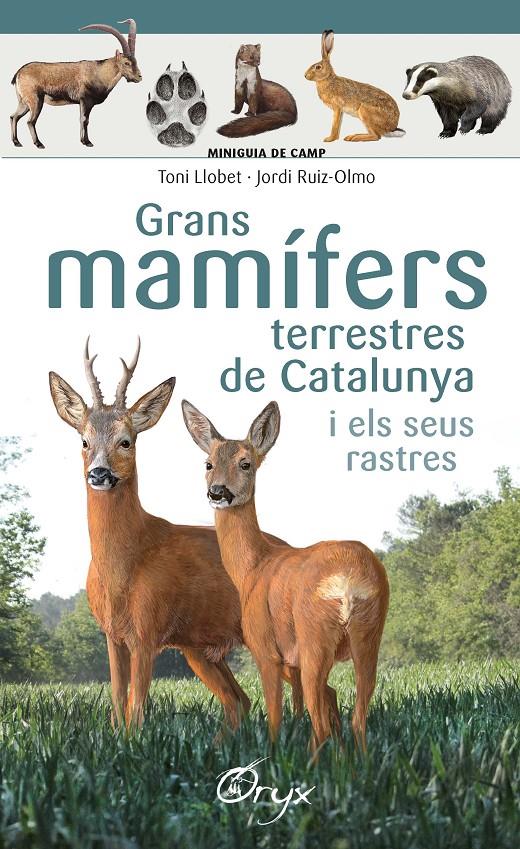 Grans mamífers terrestres de Catalunya i els seus rastres | 9788490347881 | Llobet François , Toni/Ruiz-Olmo, Jordi