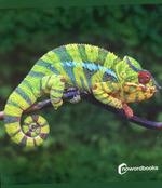 Animales de la selva | 9788412683615 | NOWORDBOOKS